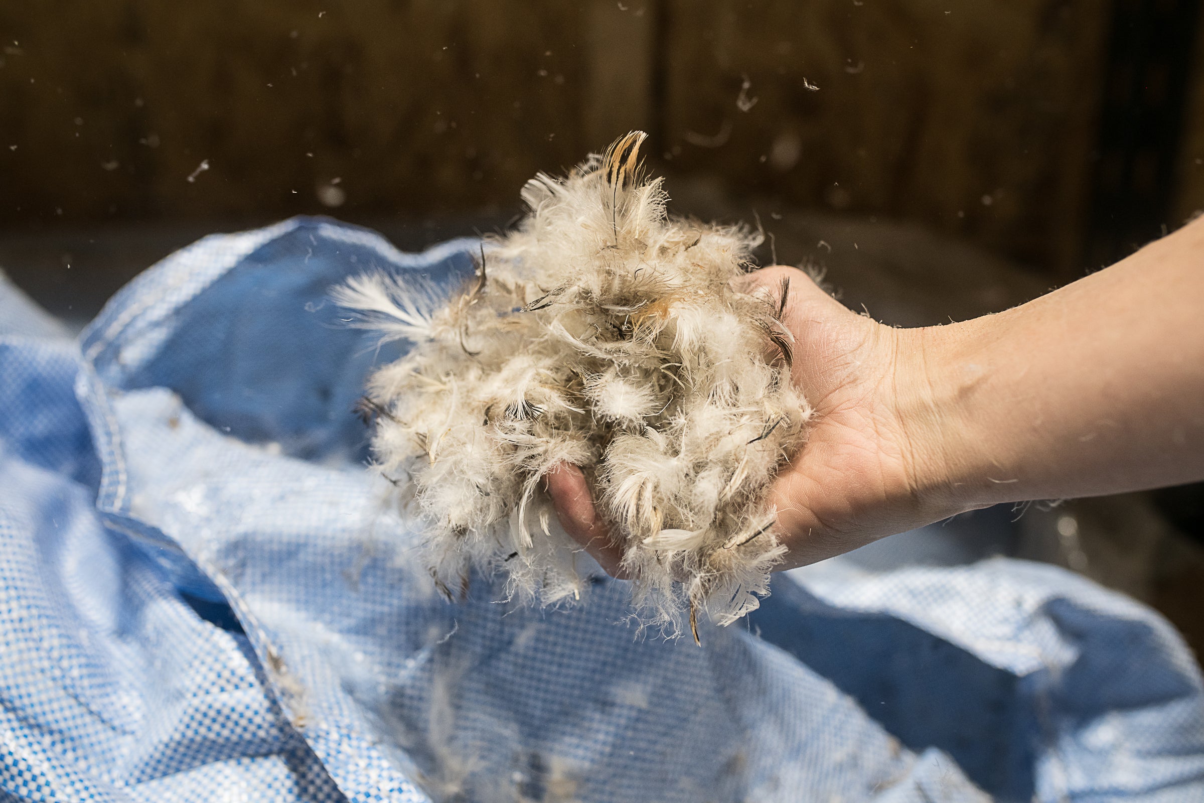 How is Down Different from Feathers—And What Does It Mean for My Pillow?