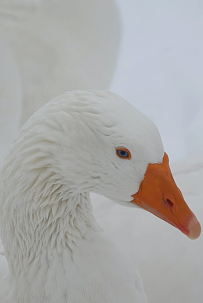 Goose Down vs. Duck Down Pillows: Which Is Better for Sleep?