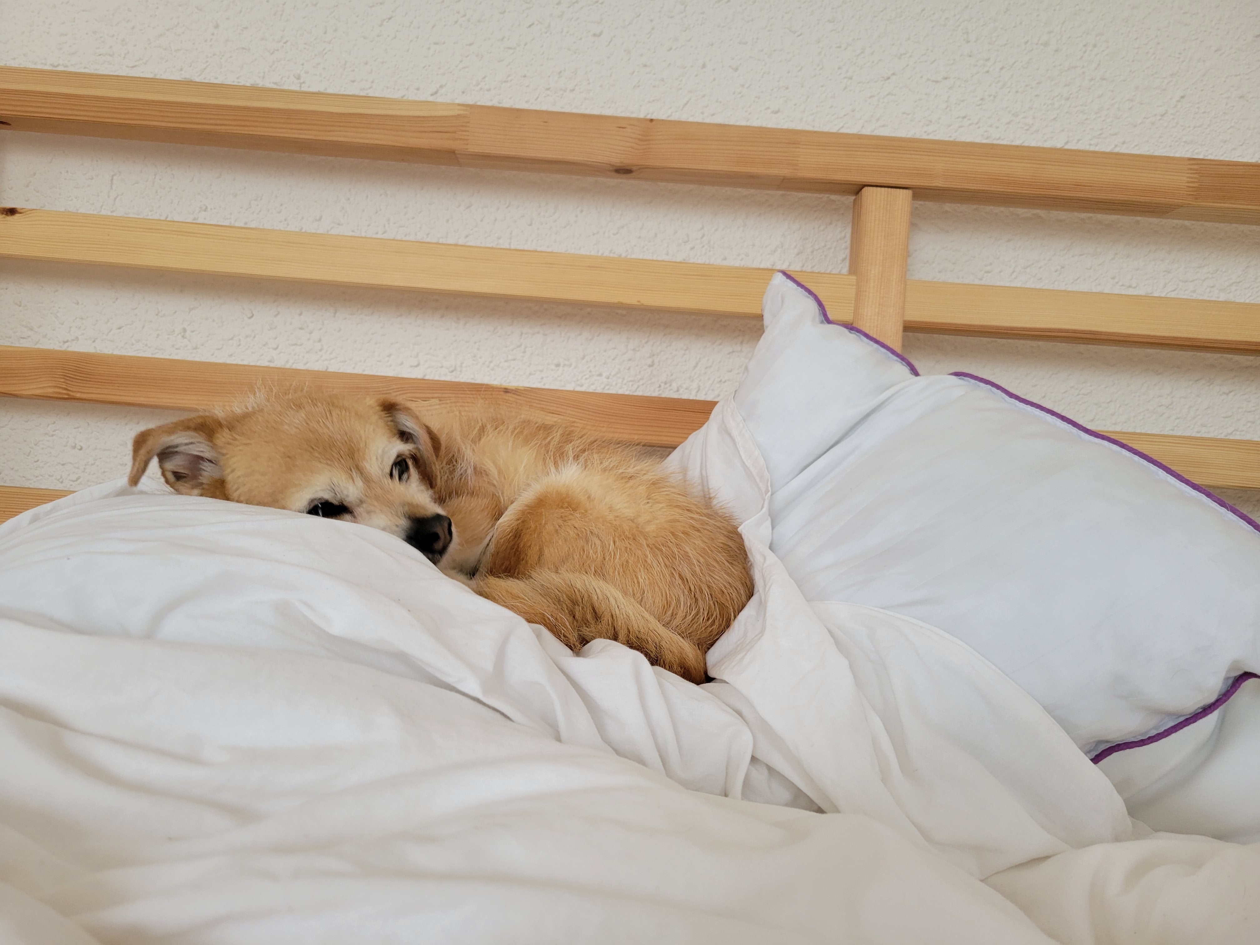 Is it okay to let dogs sleep in your bed?